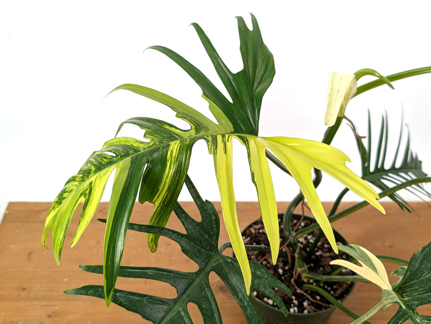 Philodendron Florida Beauty x Tortum Variegated Exact Plant 