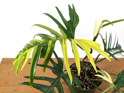 Philodendron Florida Beauty x Tortum Variegated Exact Plant 