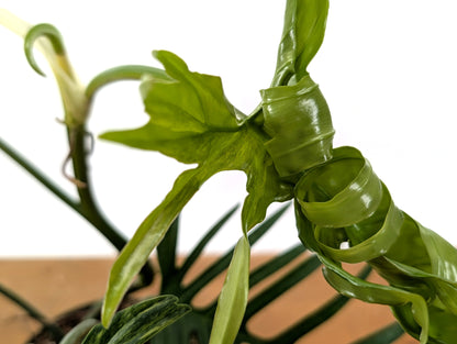 Philodendron Florida Beauty x Tortum Variegated Exact Plant 