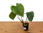 Philodendron Lynamii