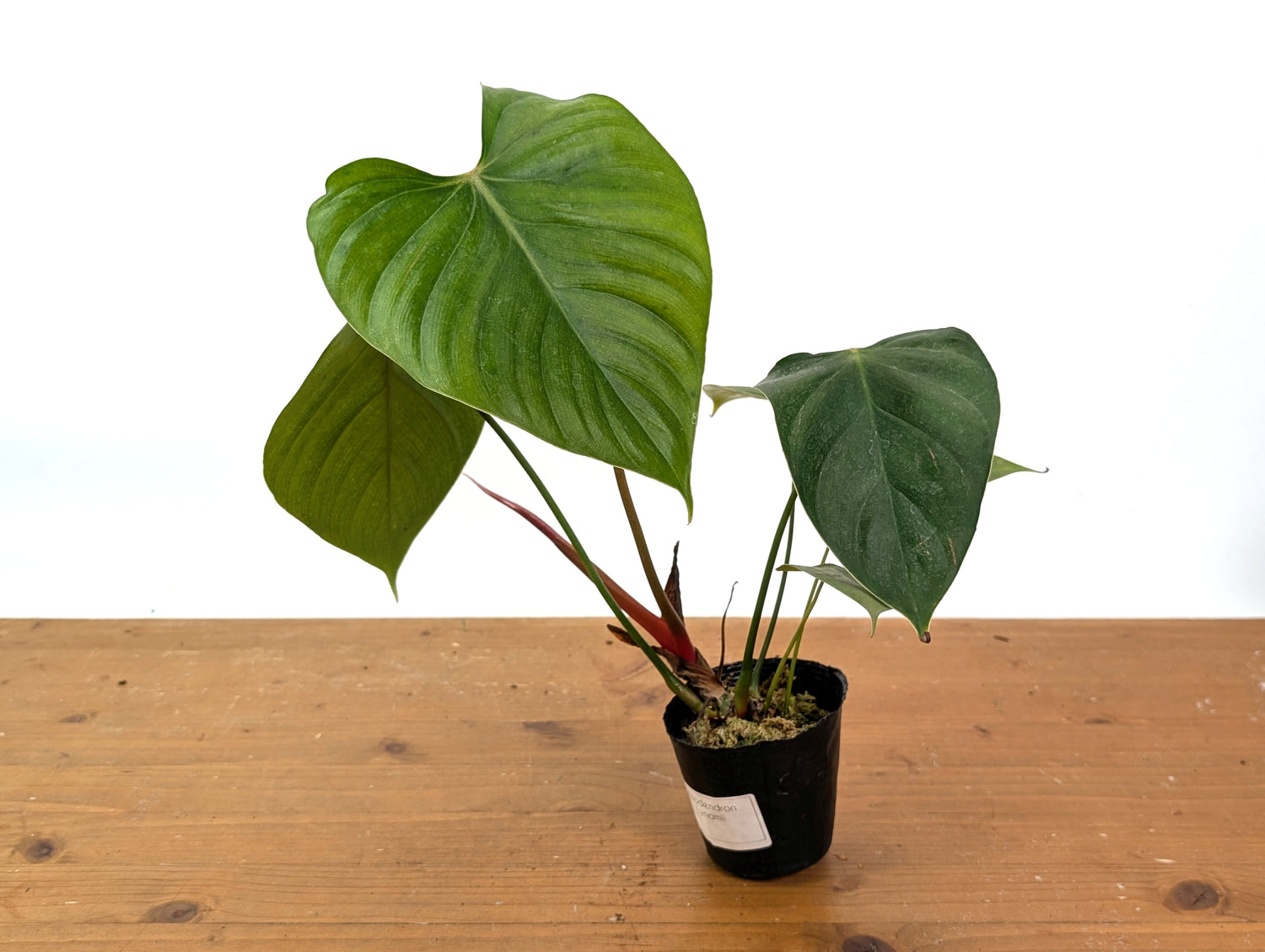 Philodendron Lynamii