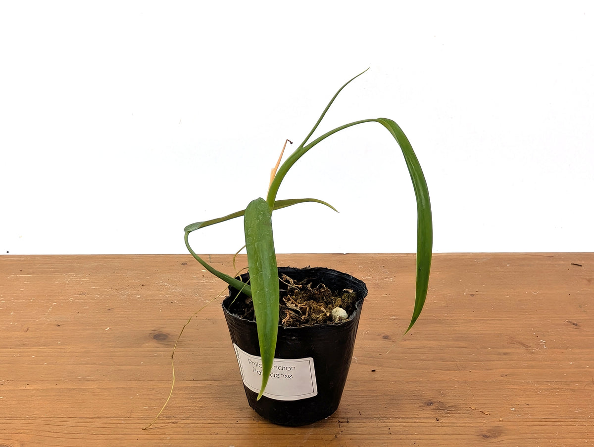 Philodendron Paloraense