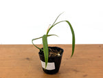 Philodendron Paloraense