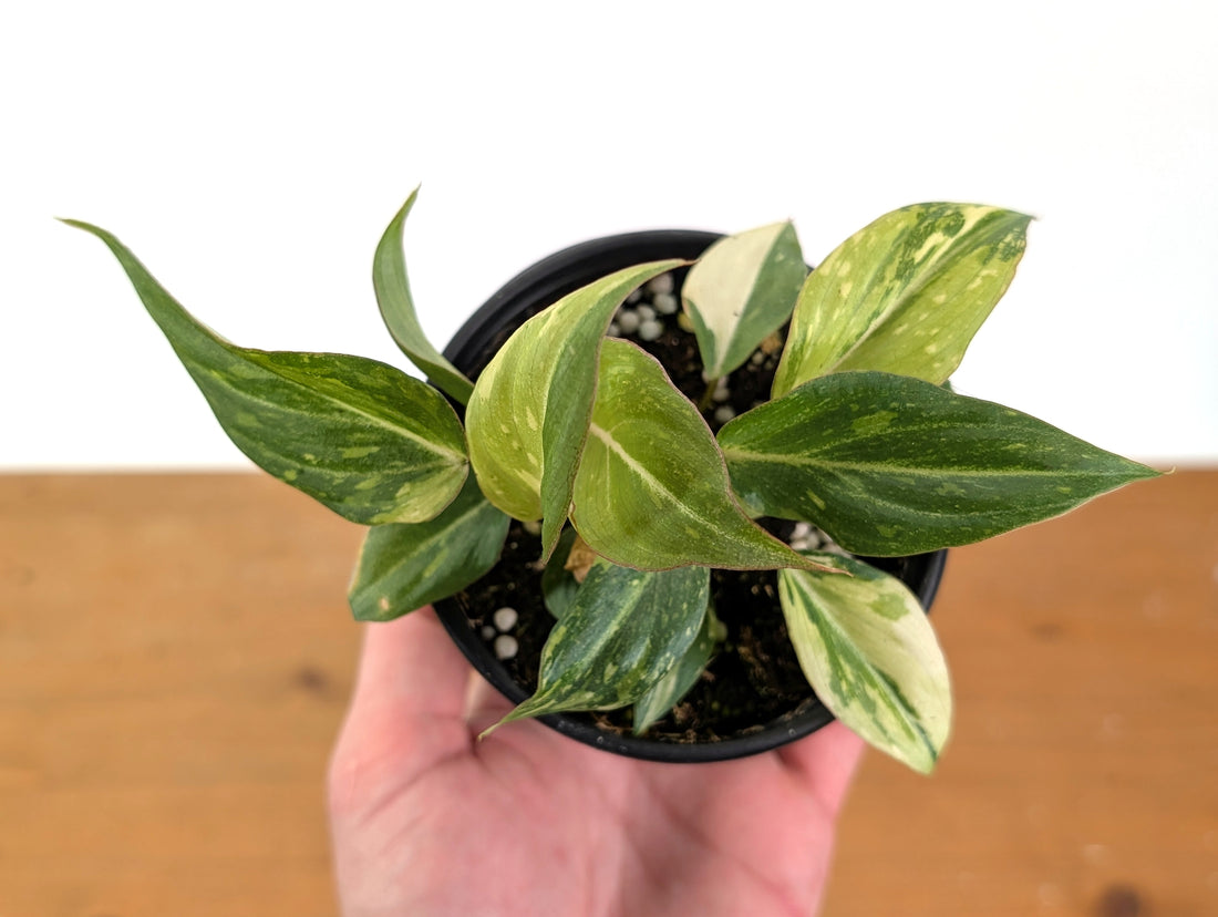 EXACT Philodendron Gloriosum Variegated - 4 Inch Pot -