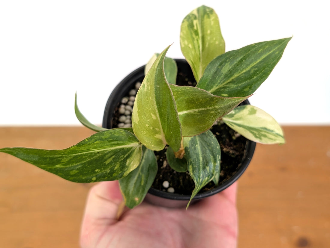 EXACT Philodendron Gloriosum Variegated - 4 Inch Pot -