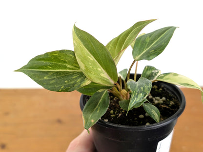 EXACT Philodendron Gloriosum Variegated - 4 Inch Pot - 