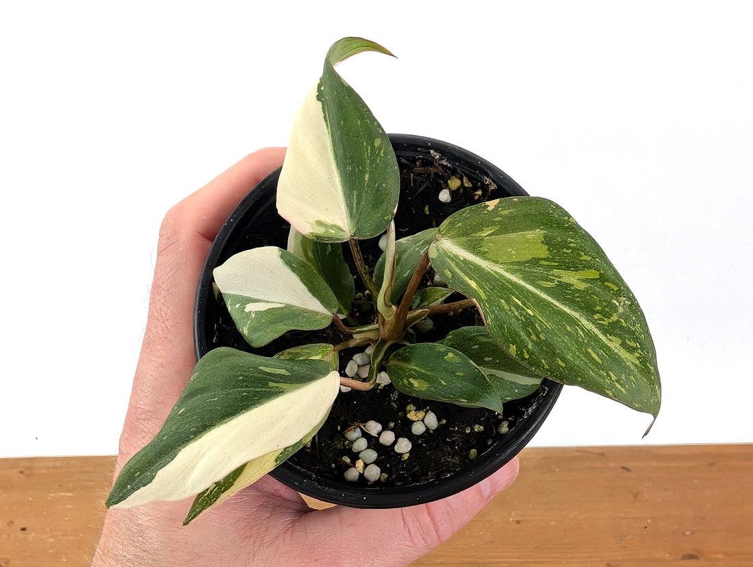 EXACT Philodendron Gloriosum Variegated - 4 Inch Pot -