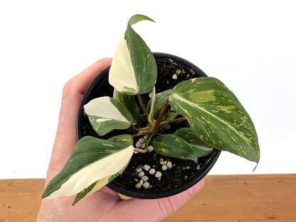 EXACT Philodendron Gloriosum Variegated - 4 Inch Pot - 