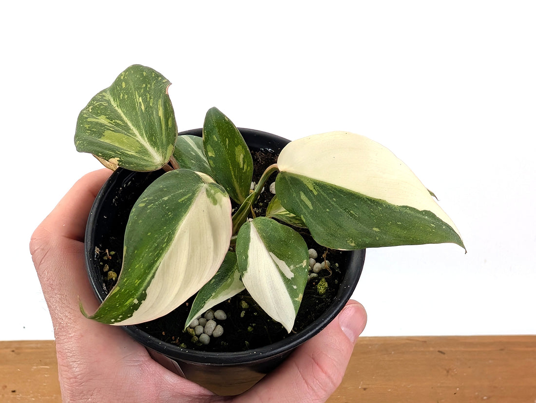 EXACT Philodendron Gloriosum Variegated - 4 Inch Pot -