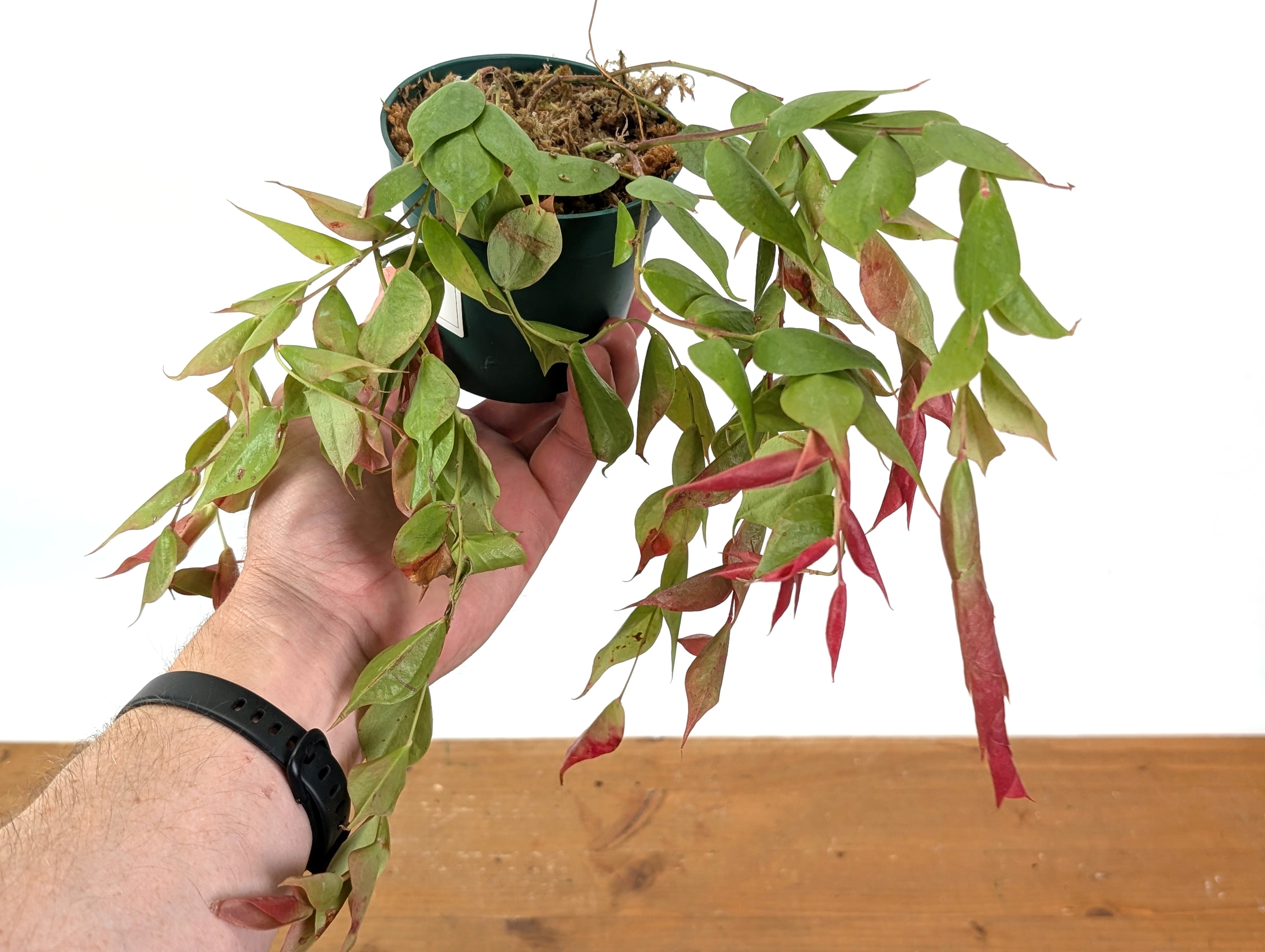 Ceratostema Gualaquizensis var. laciniata