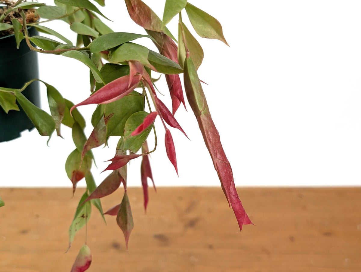 Ceratostema Gualaquizensis var. laciniata