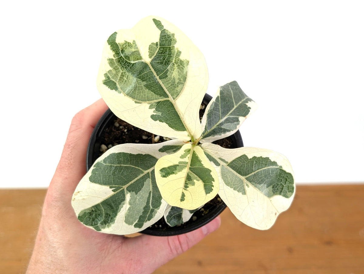 Variegated Fiddle Leaf Fig - Ficus lyrata 'Variegata'