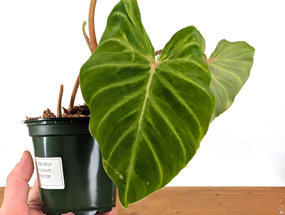 Philodendron Verrucosum 'Amazonas'