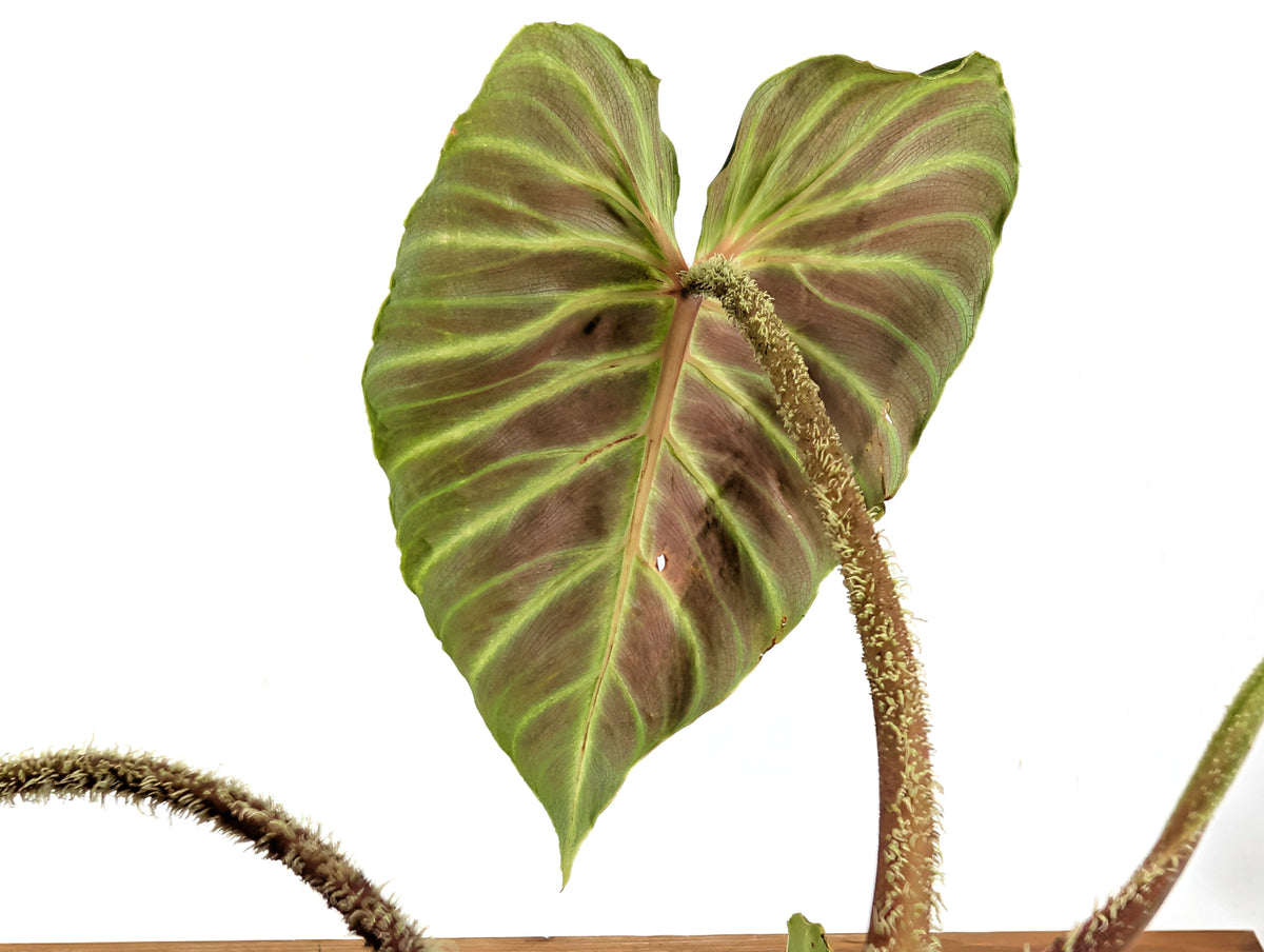 Philodendron Verrucosum 'Amazonas'