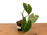 Philodendron Verrucosum 'Amazonas'