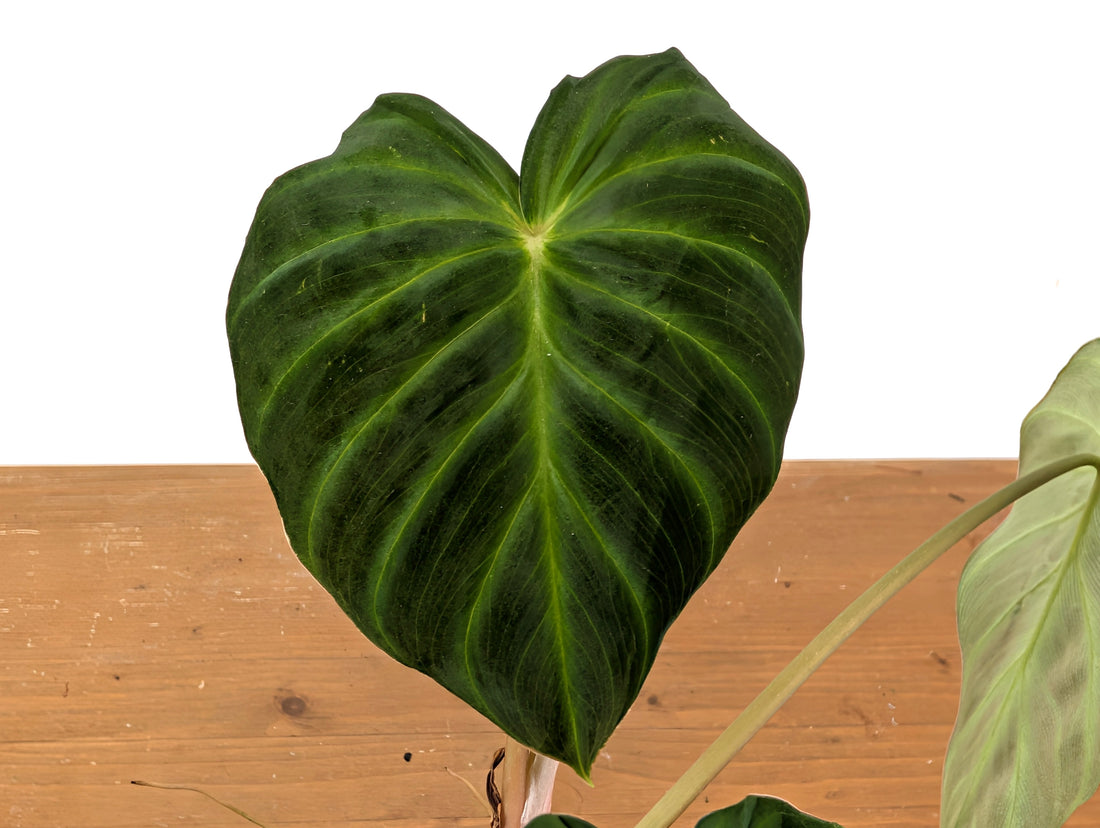 Philodendron Verrucosum &
