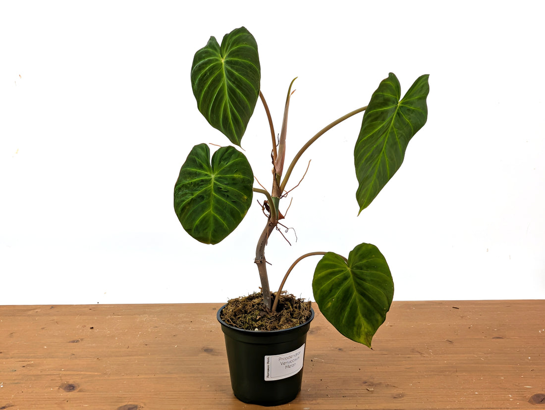 Philodendron Verrucosum &