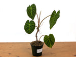 Philodendron Verrucosum 'Melon'