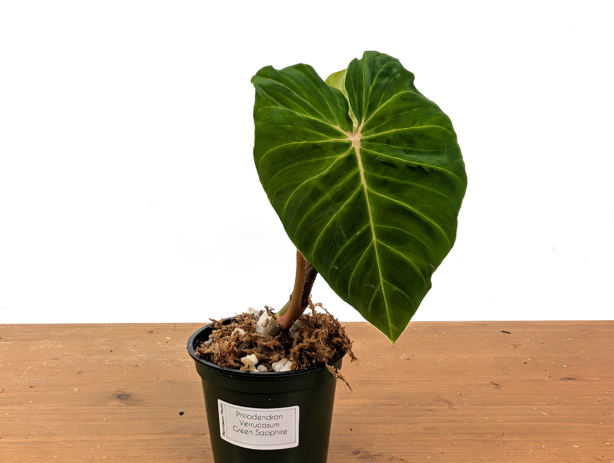 Philodendron Verrucosum Green Zafire (Green Sapphire)