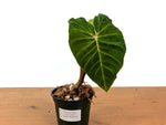 Philodendron Verrucosum Green Zafire (Green Sapphire)