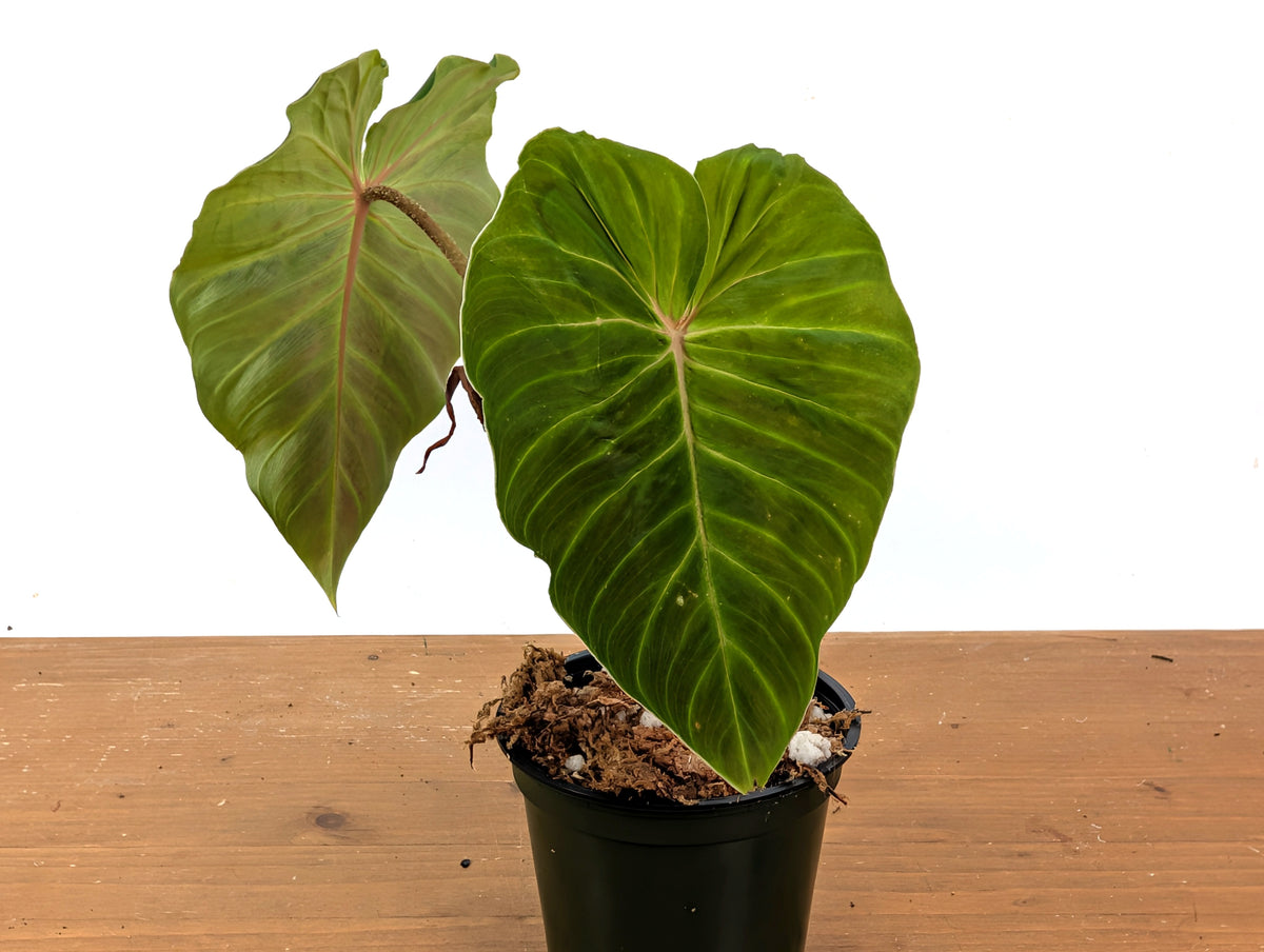 Philodendron Verrucosum Green Zafire (Green Sapphire)