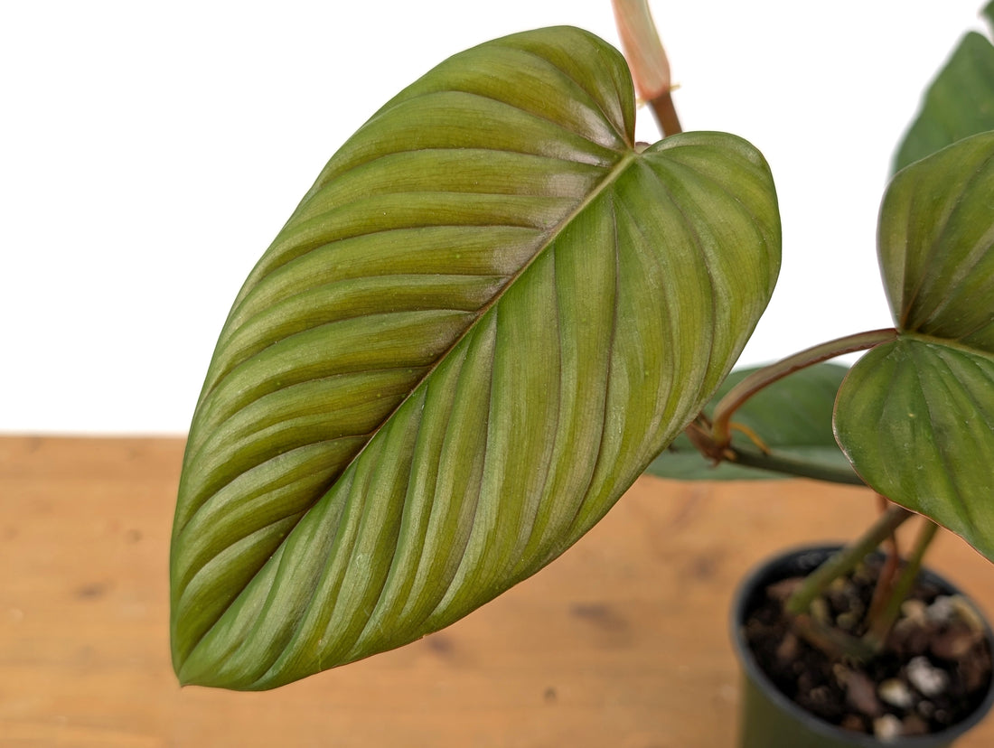 Philodendron Ernestii Red