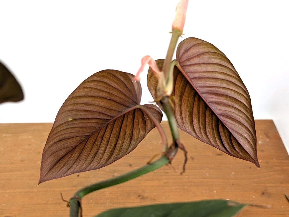 Philodendron Ernestii Red