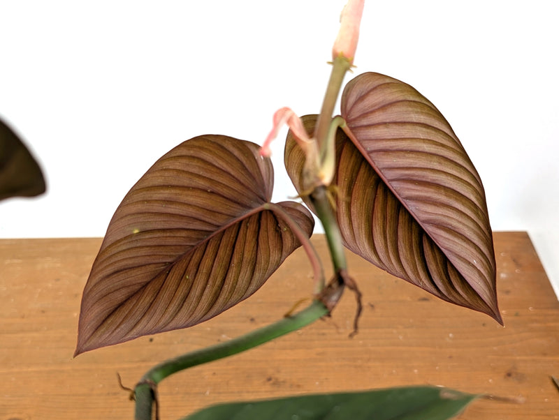 Philodendron Ernestii Red