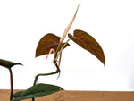 Philodendron Ernestii Red