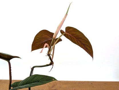 Philodendron Ernestii Red