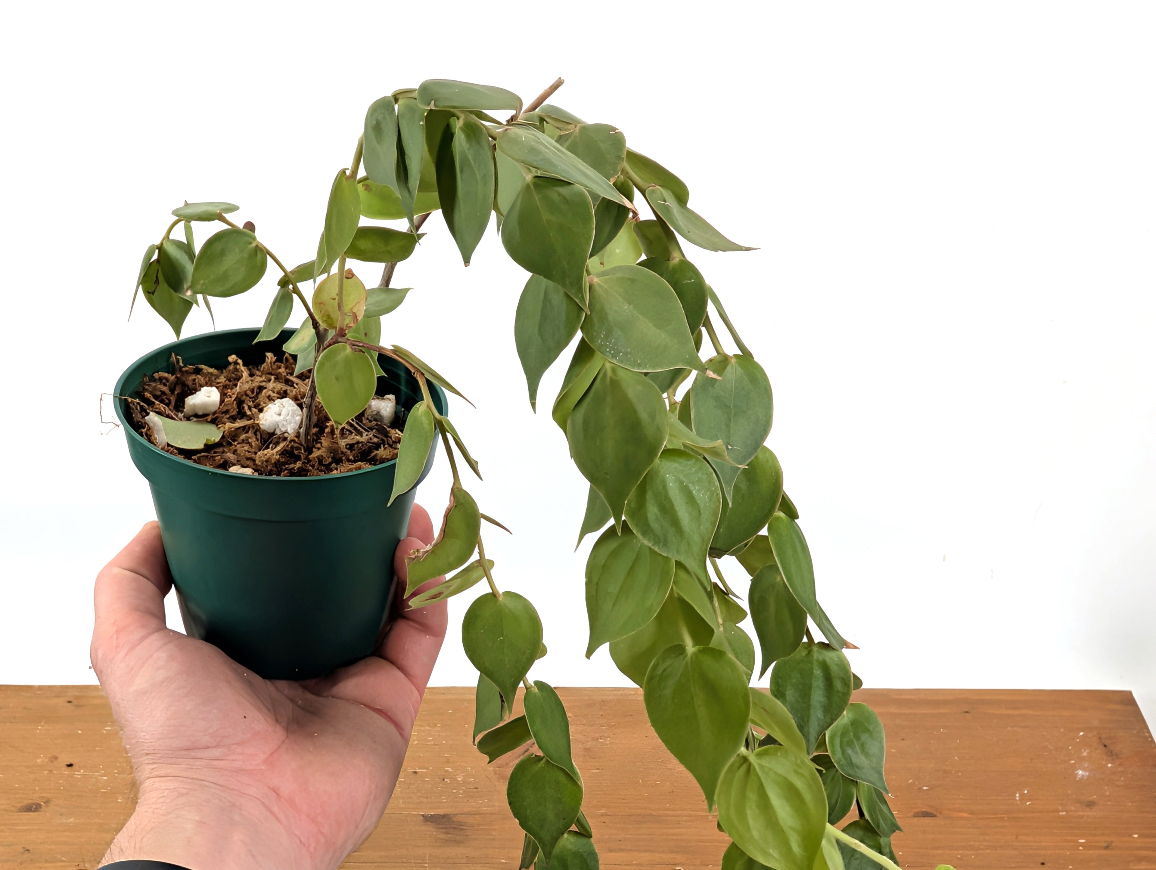 Sphyrospermum Haughtii