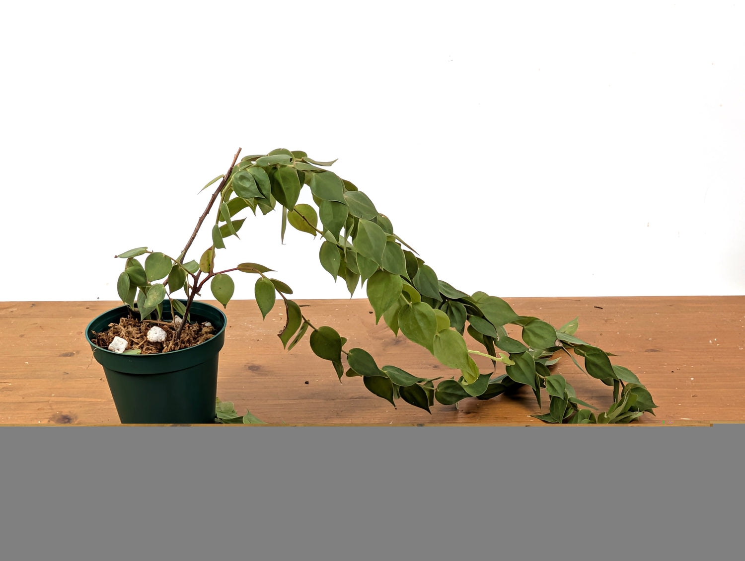 Sphyrospermum Haughtii