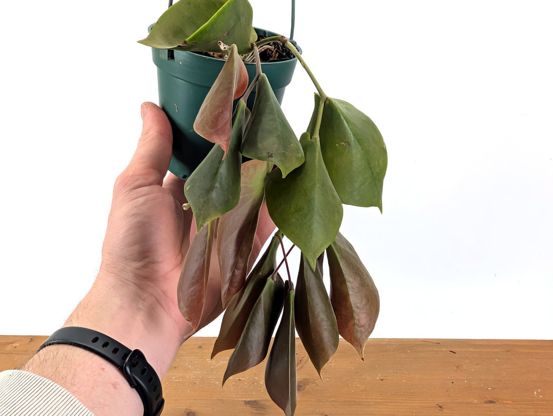 Ceratostema Pendens