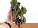 Ceratostema Pendens