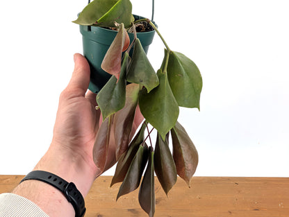 Ceratostema Pendens