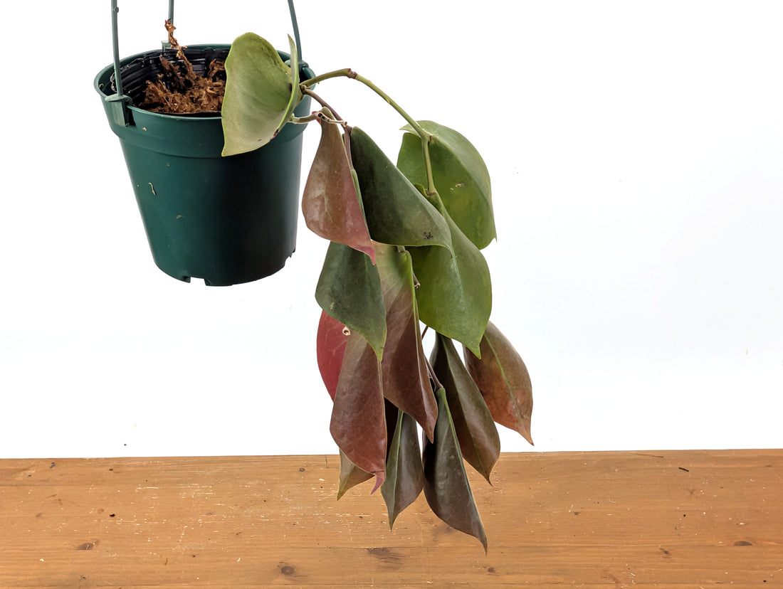 Ceratostema Pendens
