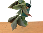 Ceratostema Pendens