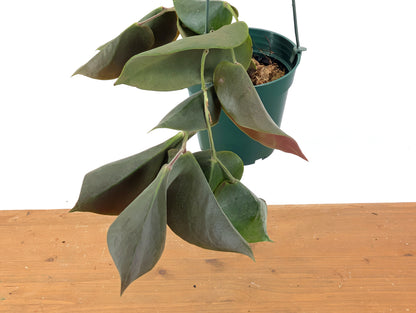 Ceratostema Pendens