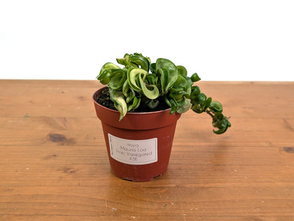 *Exact Plants* Hoya Mauna Loa Carnosa Compacta Inner Variegated