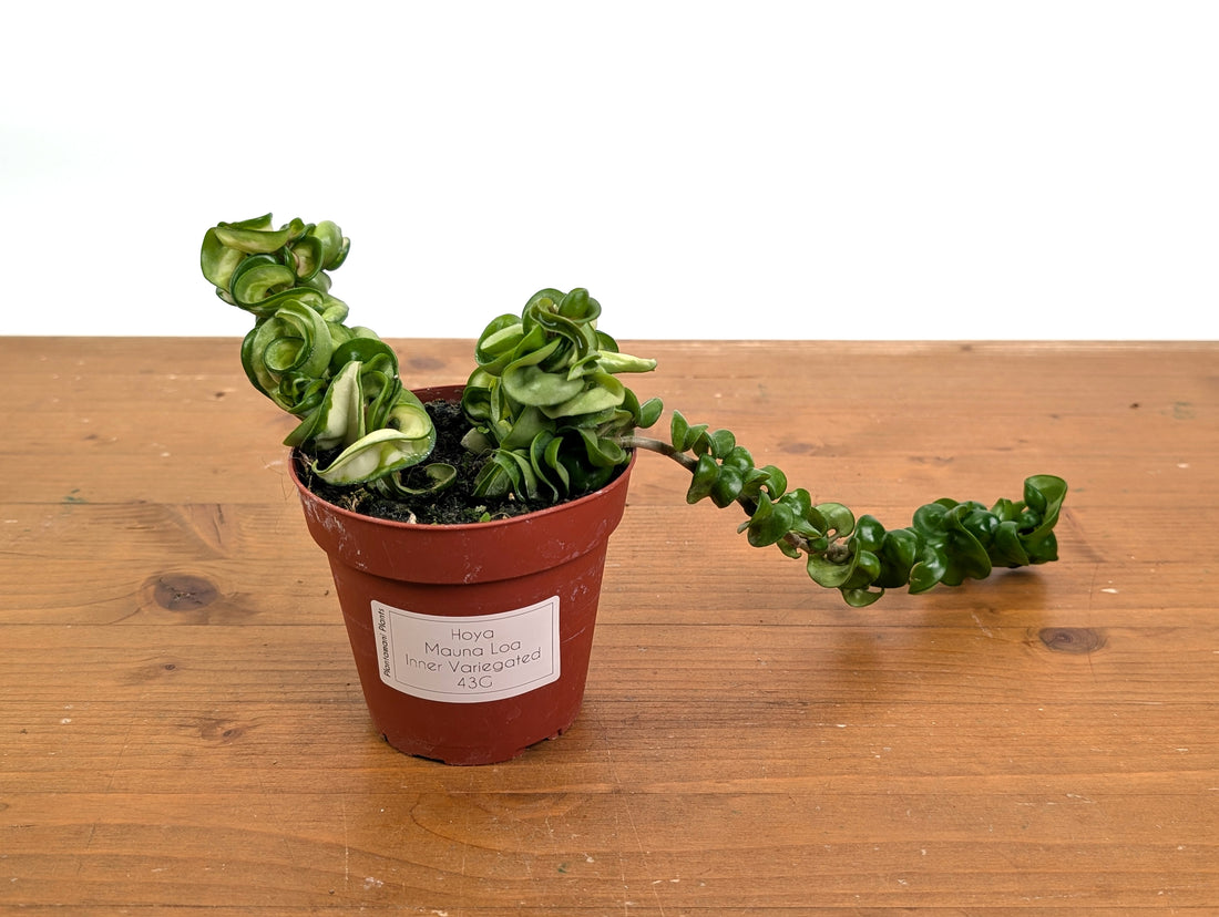 *Exact Plants* Hoya Mauna Loa Carnosa Compacta Inner Variegated
