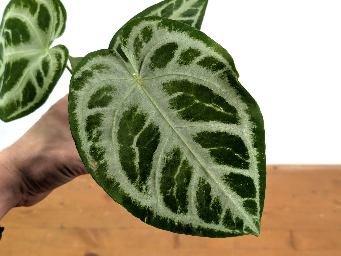 Anthurium Magnificent Silver x Silver Blush