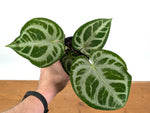 Anthurium Magnificent Silver x Silver Blush