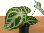 Anthurium Magnificent Silver x Silver Blush