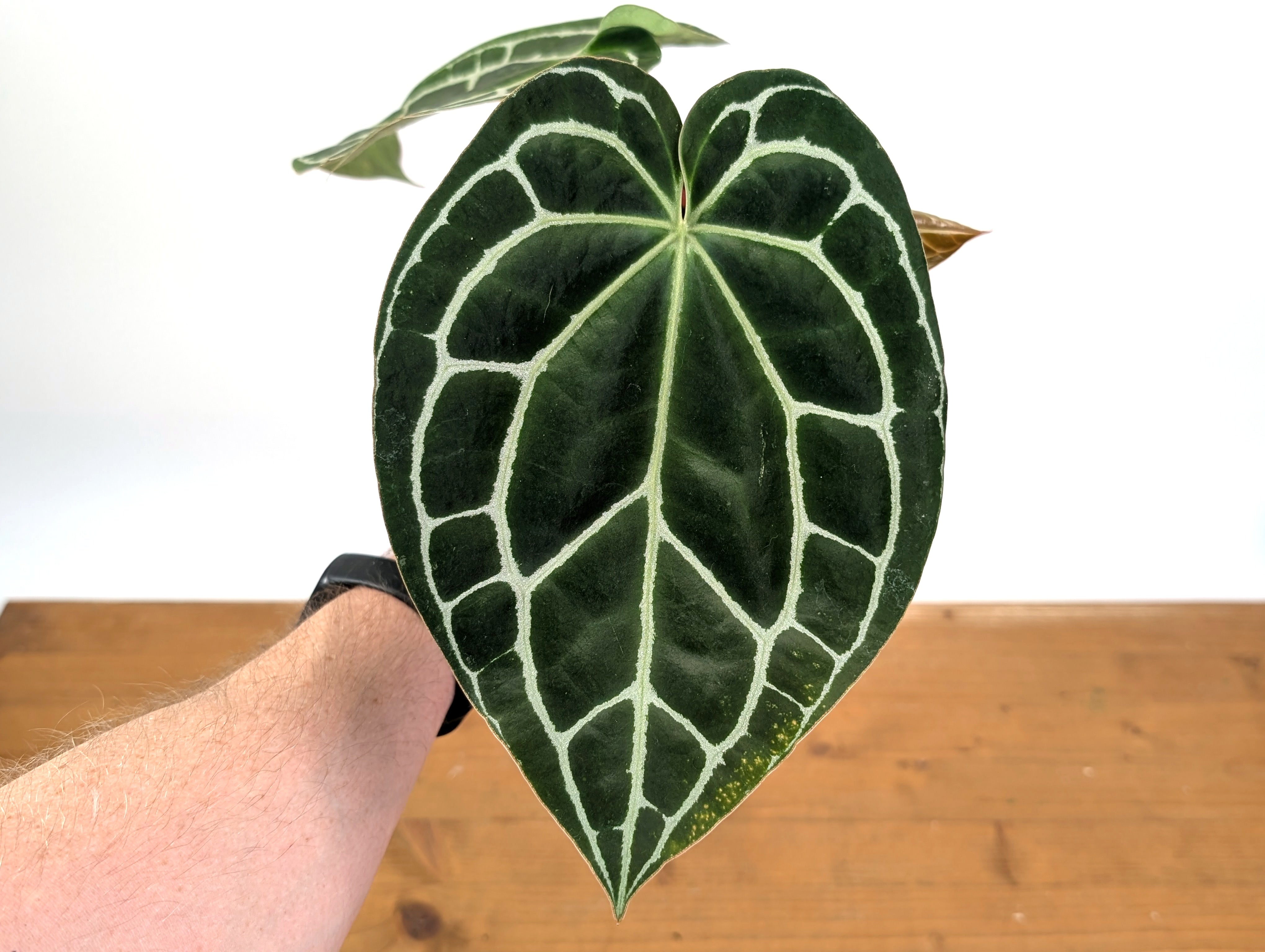 Anthurium Crystallinum | 4 Inch & 6 Inch Pots – PLANTAMANI Plants