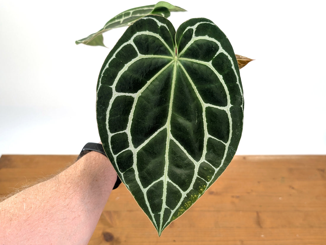 Anthurium Crystallinum