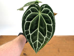 Anthurium Crystallinum