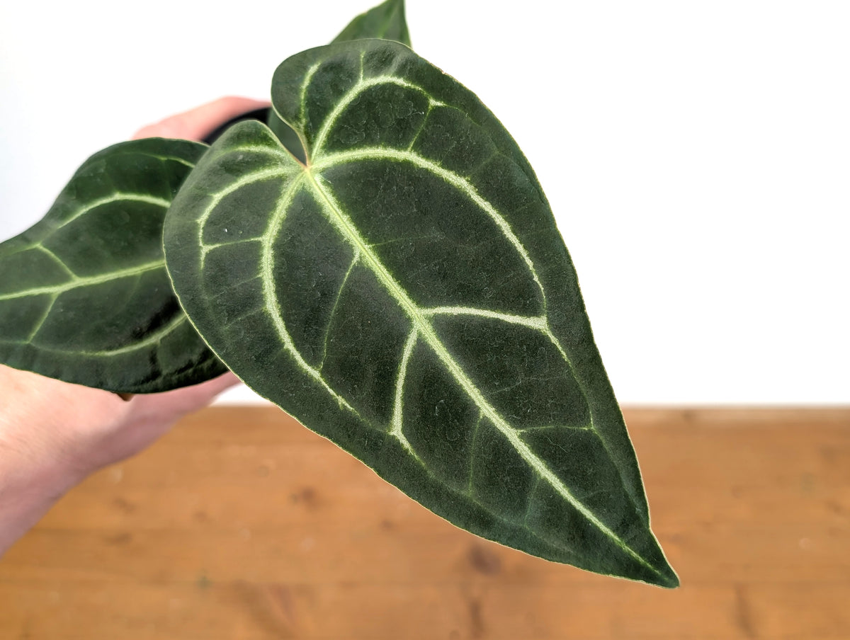 Anthurium Magnificent Silver x Besseae 'Eureka'