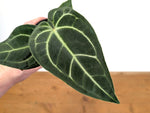 Anthurium Magnificent Silver x Besseae 'Eureka'