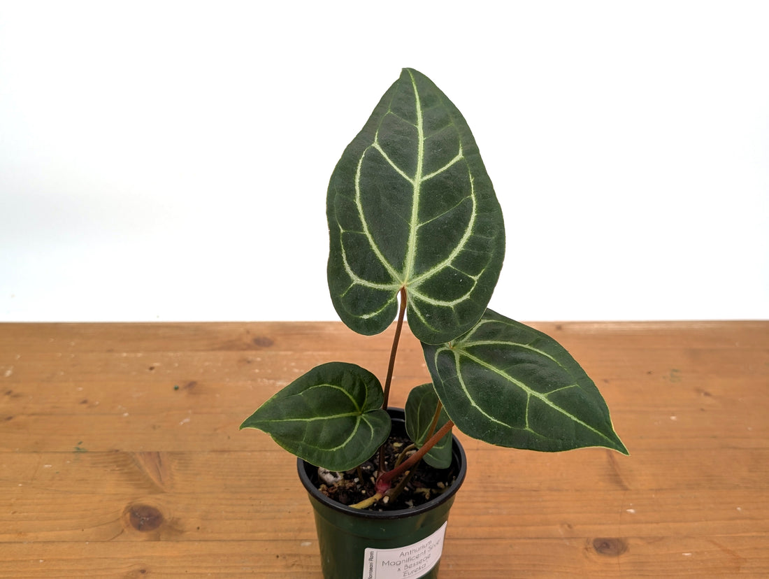 Anthurium Magnificent Silver x Besseae &
