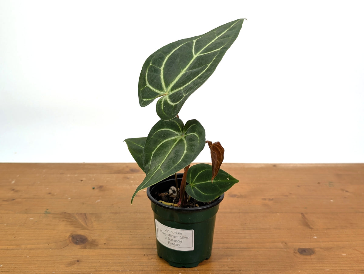 Anthurium Magnificent Silver x Besseae 'Eureka'